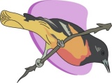 Yellow Bird in Boulder, Utah